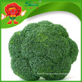 Chinese frozen broccoli sprouts with top quality, cheap price